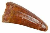 Cretaceous Fossil Crocodile Tooth - Morocco #163818-1